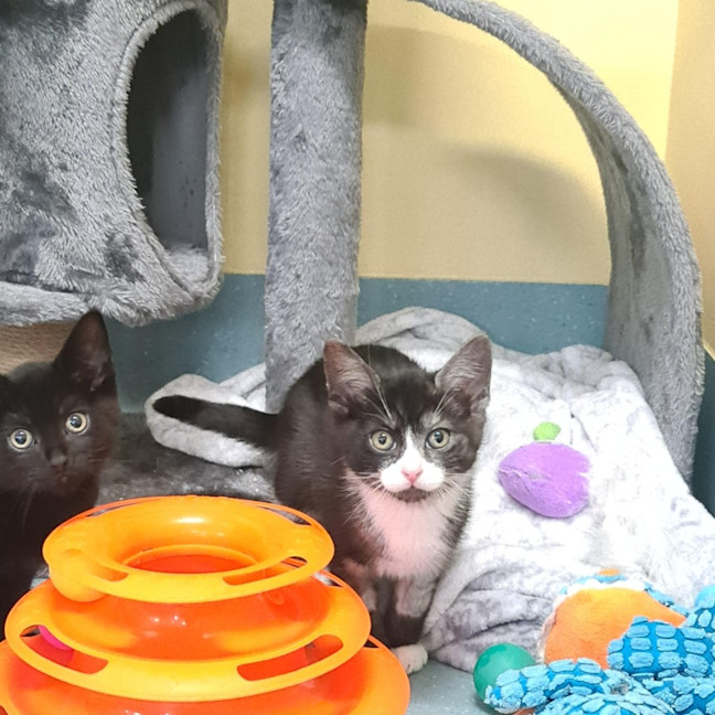 Photo of Disney  Crew