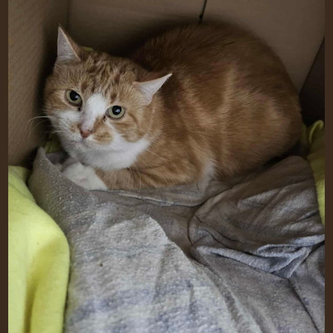 Photo of Dora Farm Cat