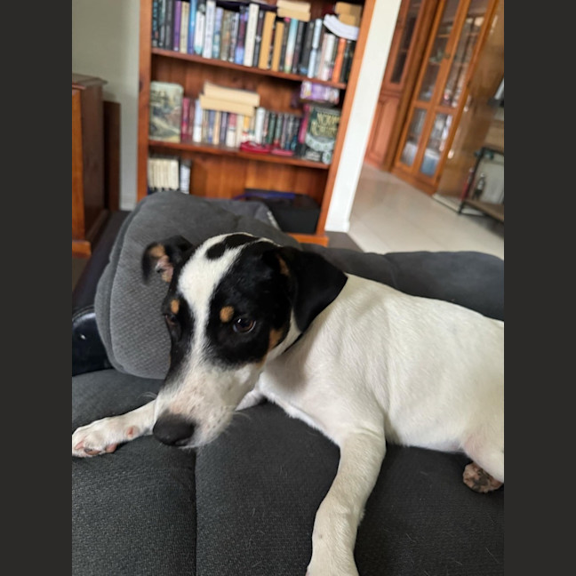 Photo of Andy   5 Month Old Jack Russell X Fox Terrier (Tri