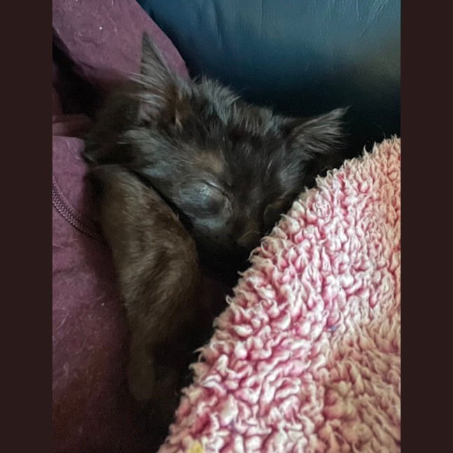 Photo of Smudge
