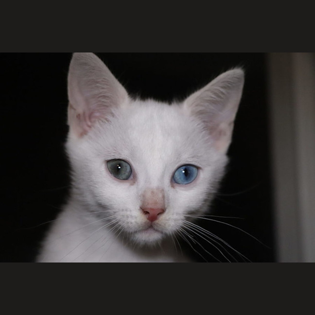 Photo of Snowy
