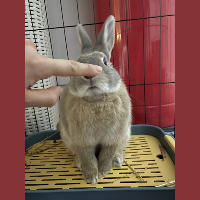 Photo of Peach Unity