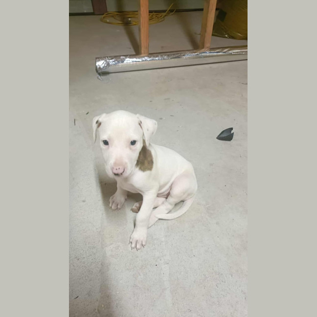 Photo of Marshmallow