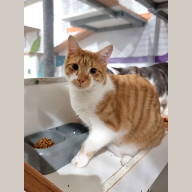 Photo of Eddie (Bonded With Freddie) 