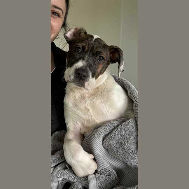 Photo of Delilah 