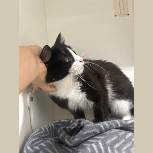 Photo of Mittenz