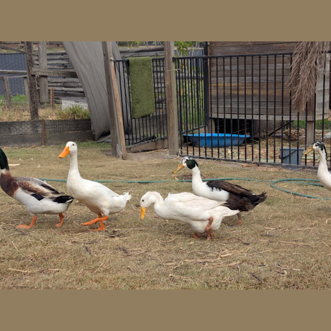 Photo of Drake Ducks