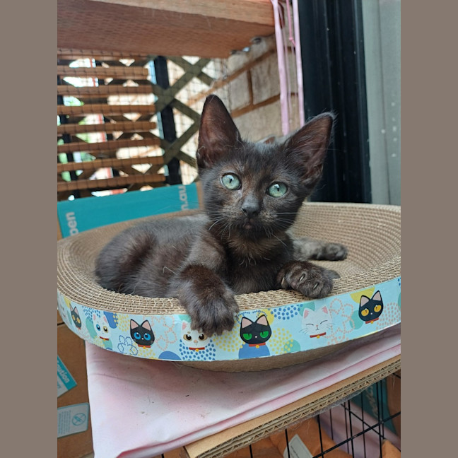 Photo of Peanut
