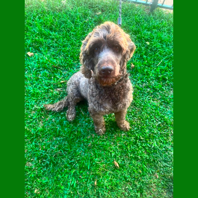 Photo of Bandit