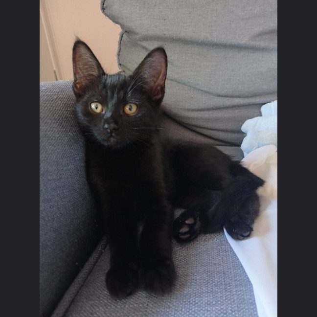 Photo of Slinky Malinki
