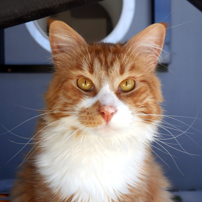 Photo of Tyber Sta013408