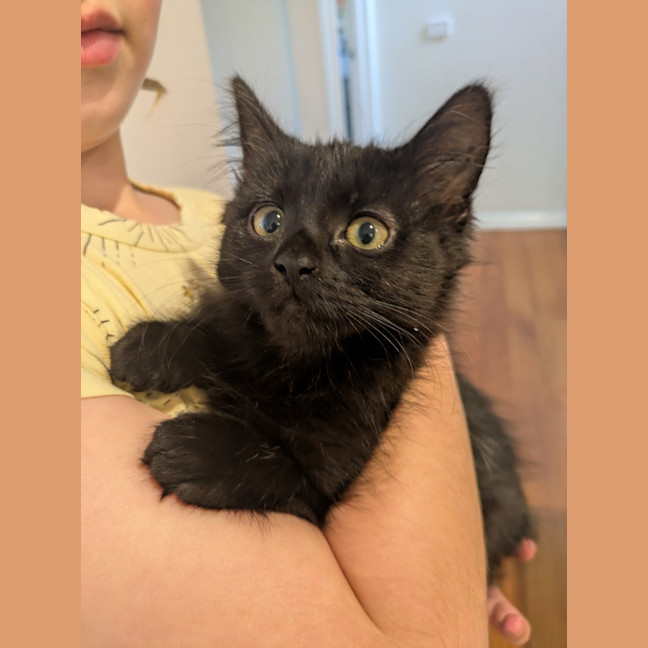 Photo of Lyra