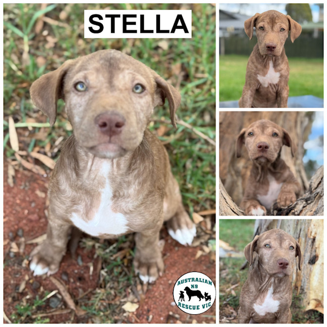 Photo of Stella 