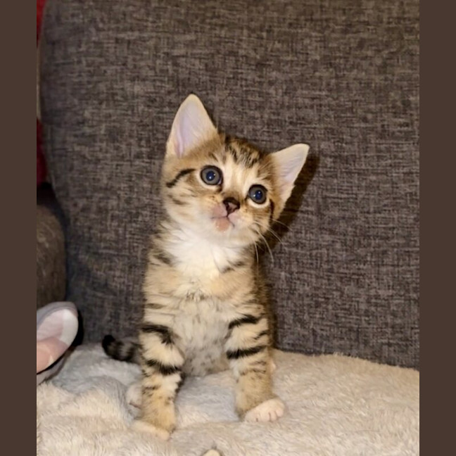 Photo of Fern