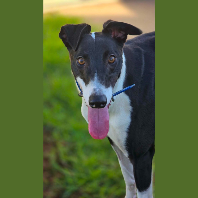 Photo of Dot