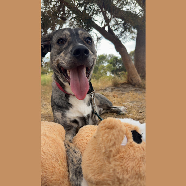 Photo of Pixel