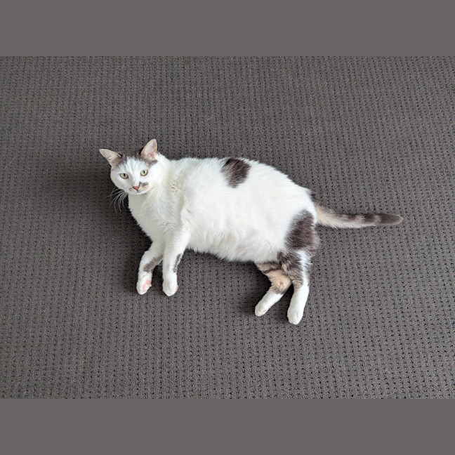 Photo of Tibby