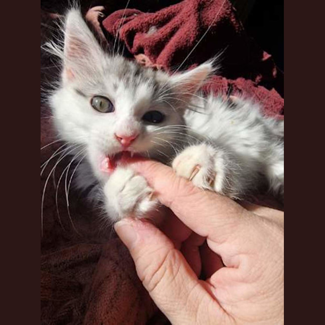 Photo of ❄️❄️blizzard❄️❄️