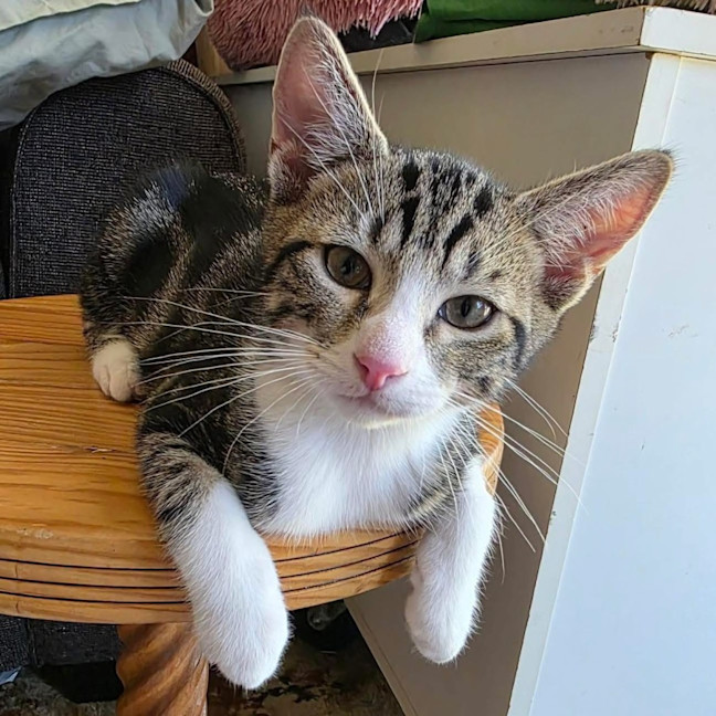 Photo of 13549   Finn