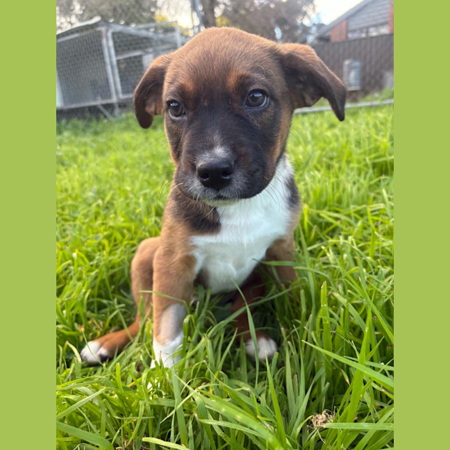 Photo of Nova