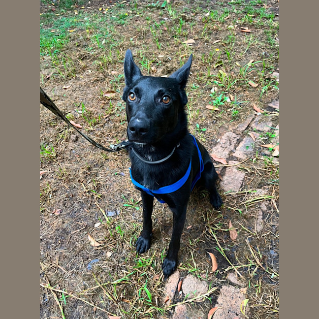 Photo of Artemis *9 Lives Project Rescue*