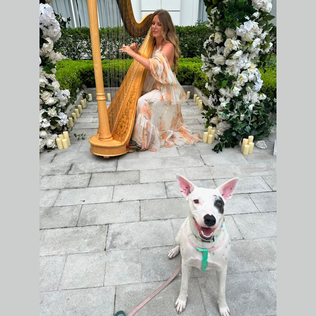 Photo of Luna Lou   1 Year Old Staffy X