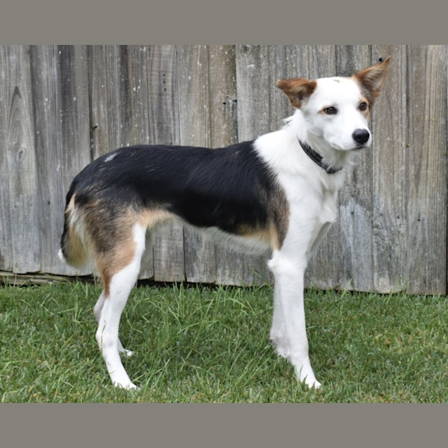 Photo of Tripp