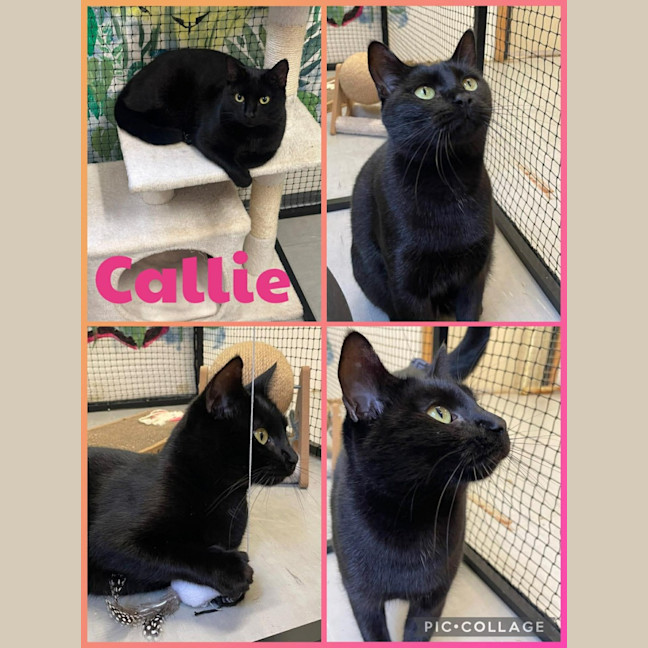 Photo of Callie