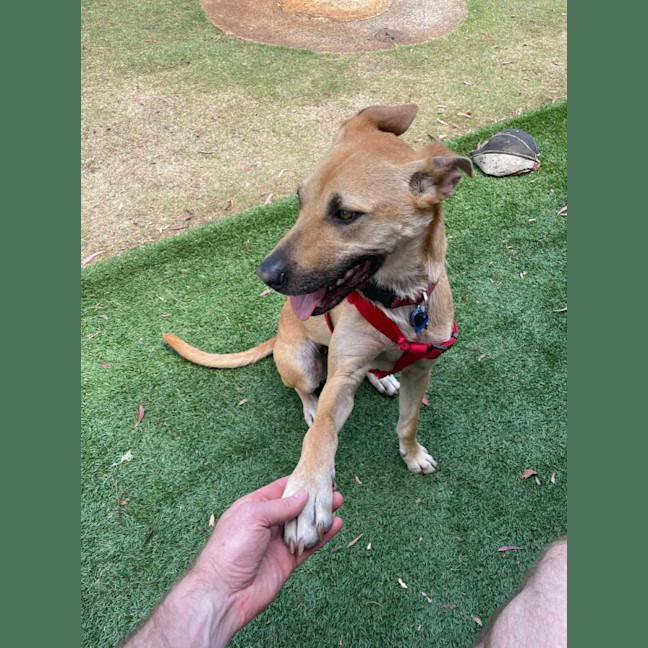 Photo of Mia   2 Year Old Kelpie X