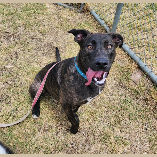 Photo of Bonnie (64828)
