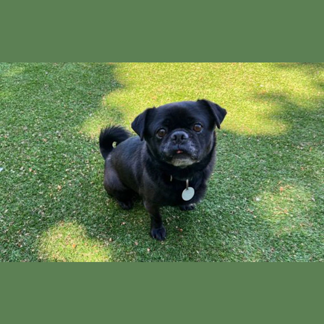 Photo of Alfie