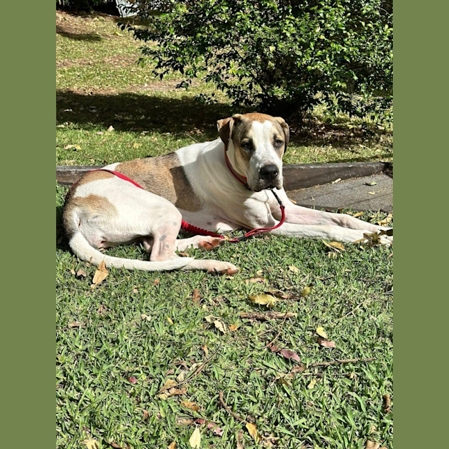 Photo of Clover *$350 Adoption Fee*