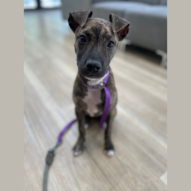 Photo of Ruby