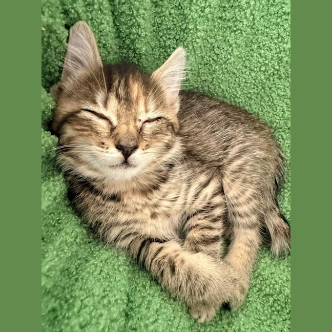 Photo of June & Simba 