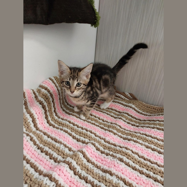 Photo of Biscuit
