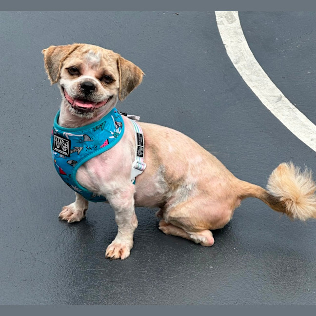 Photo of Chewy And Warf 🐶😎