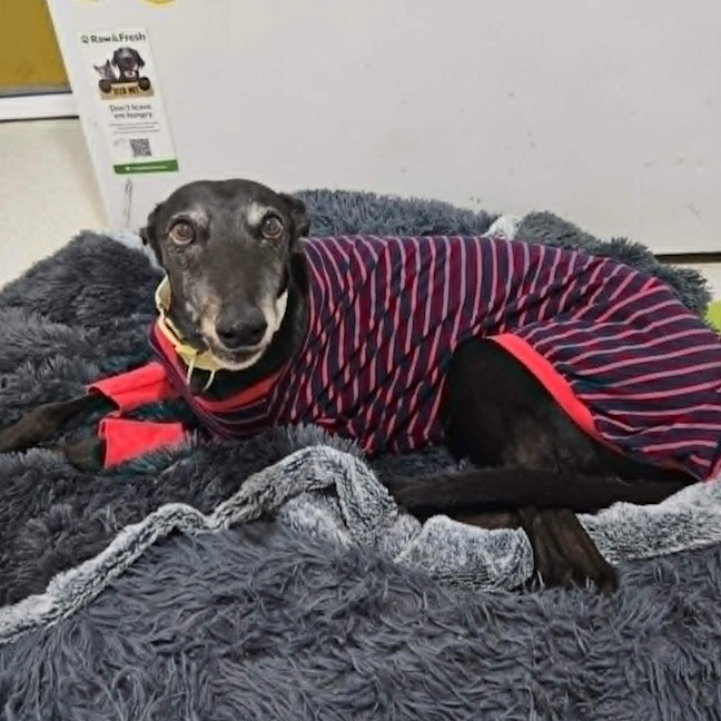 Photo of Bonnie