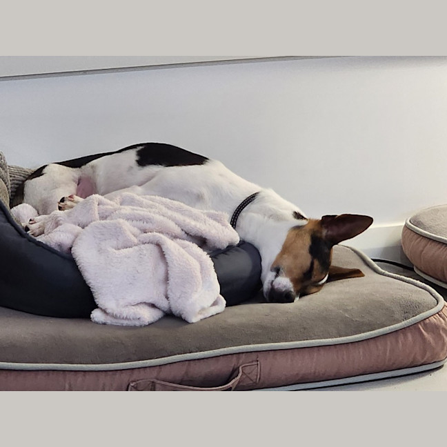 Photo of Leo   4 Year Old Fox Terrier (On Trial)