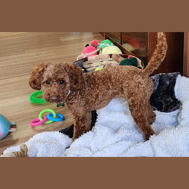 Photo of Luna