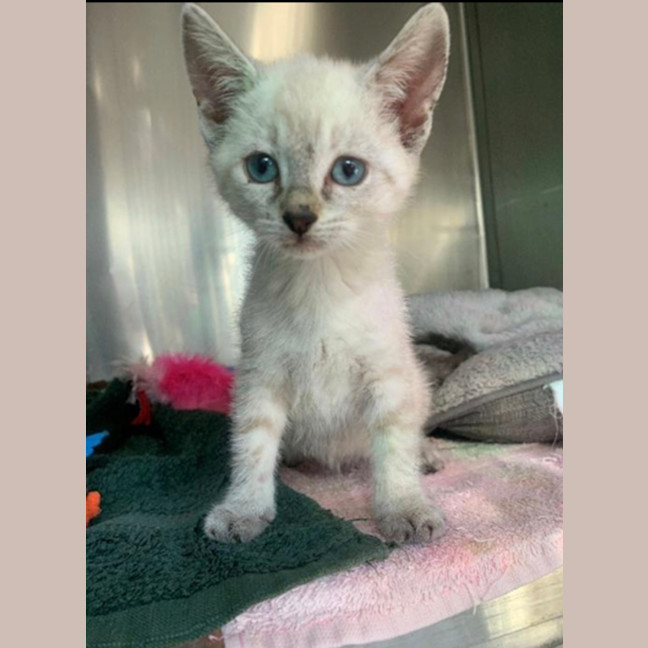 Photo of Pearl