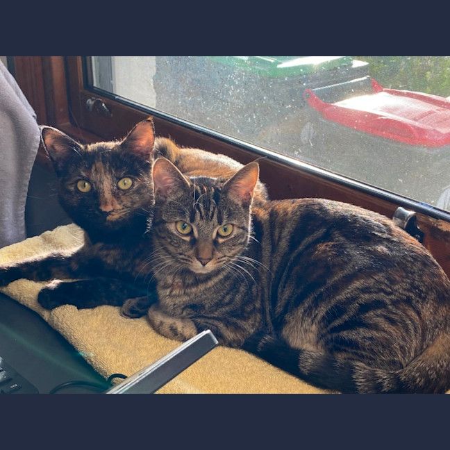 Photo of Starfire   In Foster Care In Brunswick