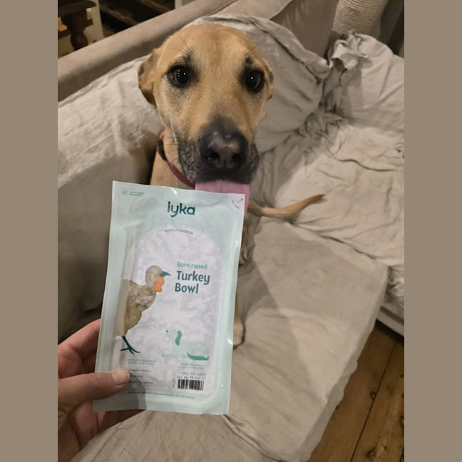 Photo of Mia   2 Year Old Kelpie X