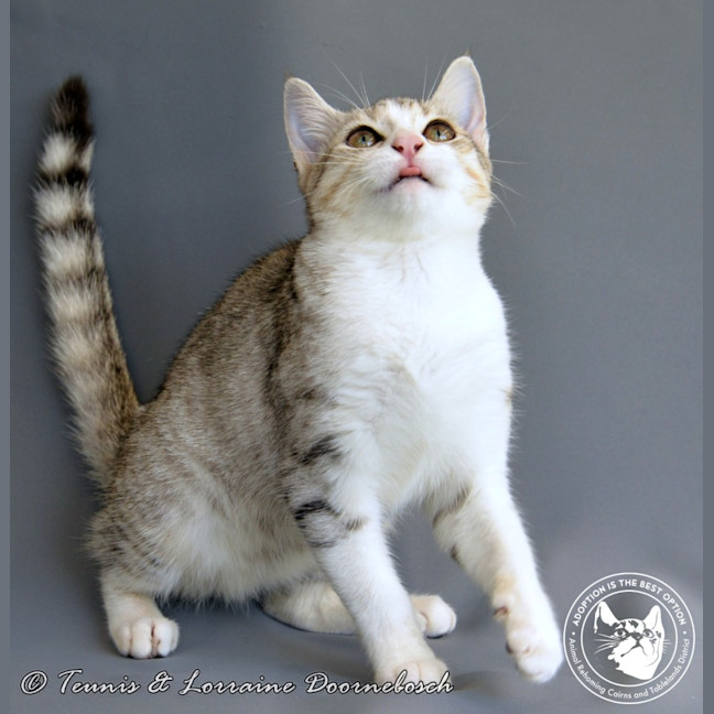 Photo of Touch Of Tinsel