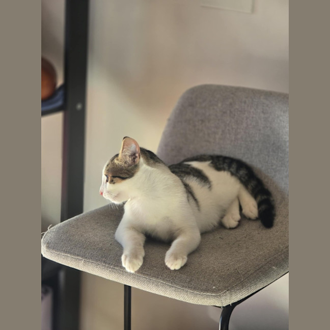 Photo of Meowcolm ** 2nd Chance Cat Rescue **