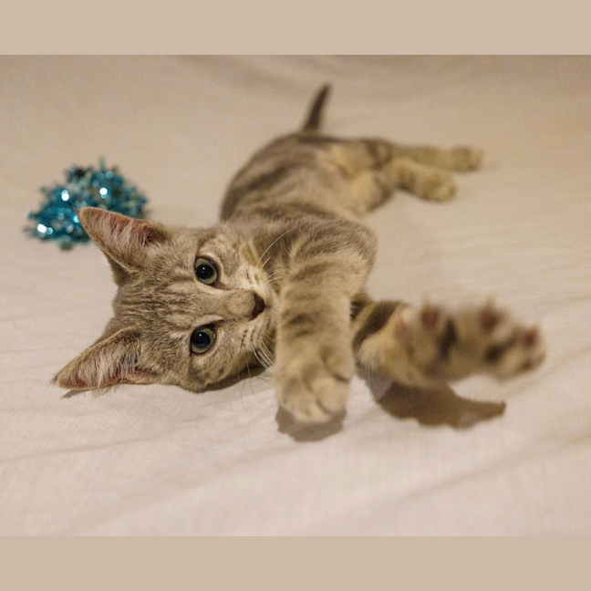 Photo of Misty