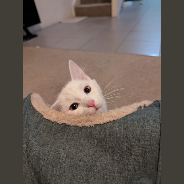 Photo of Snowflake 