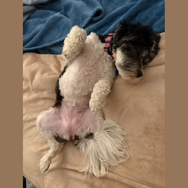 Photo of Daisy (In Foster Care) (On Hold)