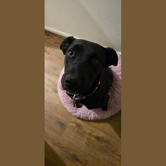 Photo of Merryweather