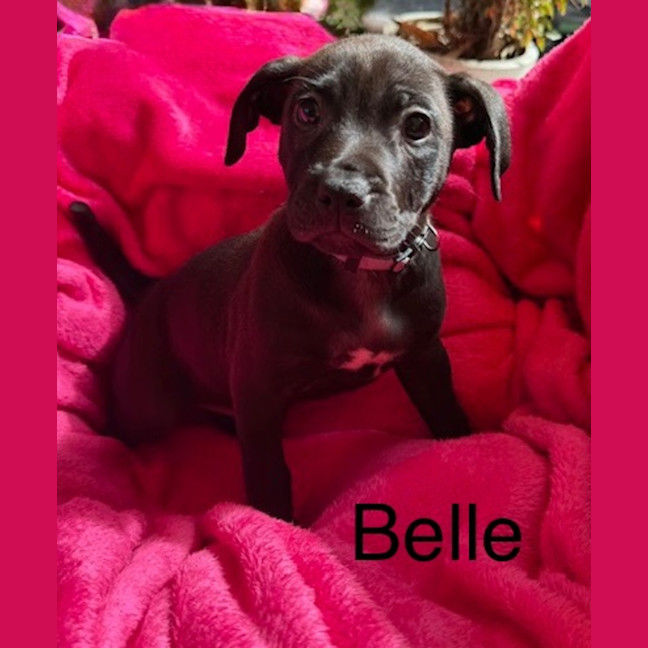 Photo of Belle