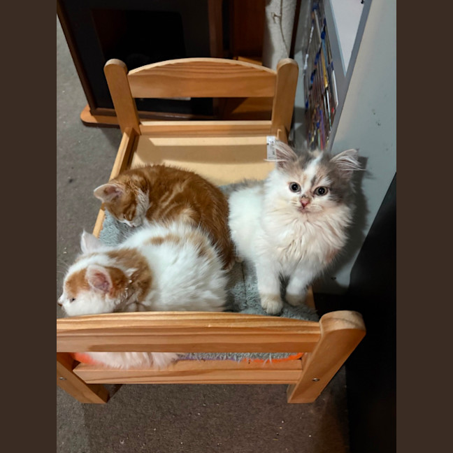 Photo of Peaches N Cream **2nd Chance Cat Rescue**